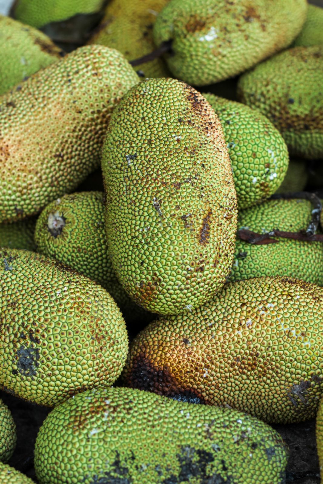 A pile of cempedak fruits (Photo: Getty Images)