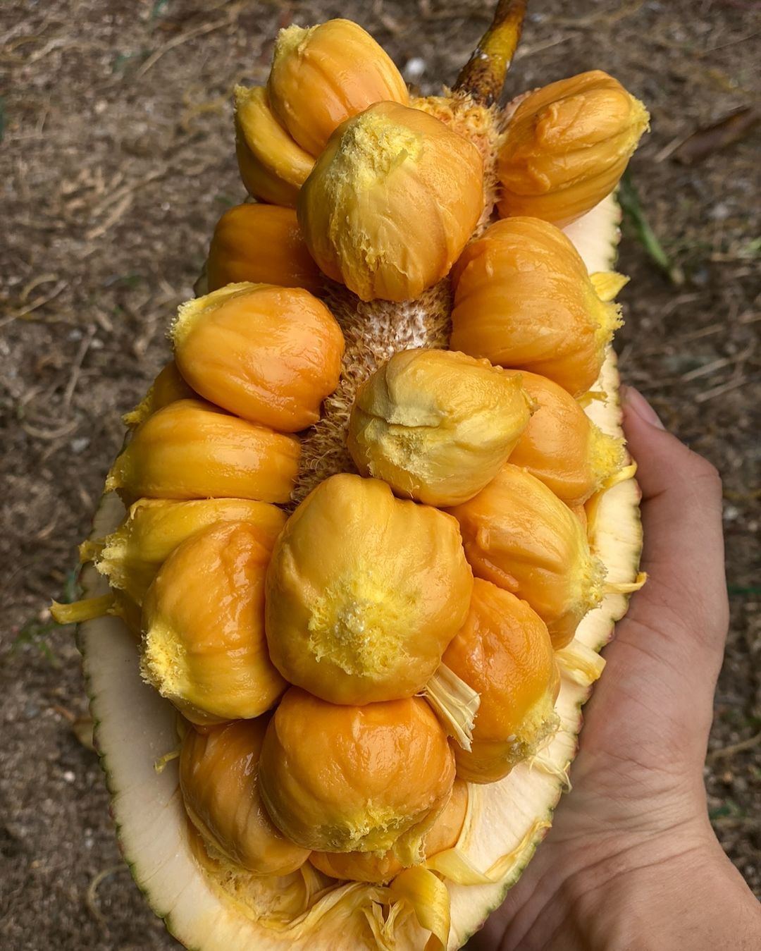 The interior of a cempedak (Photo: Instagram / @ahyew0605)