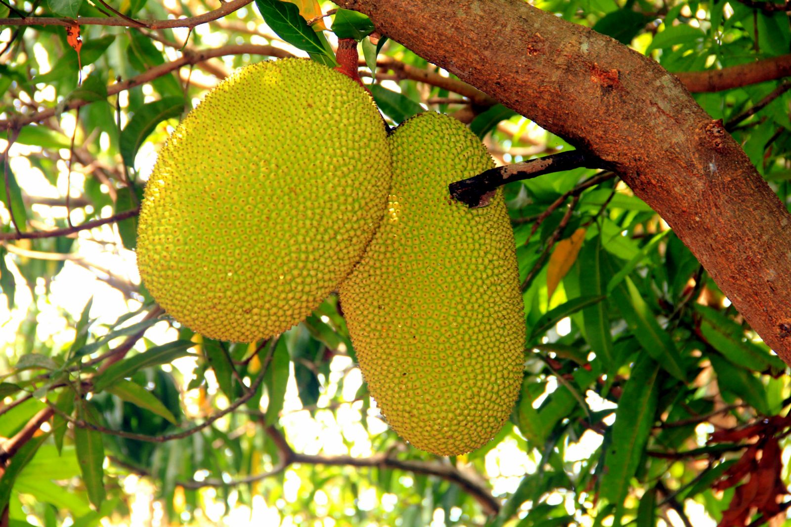 Jackfruits grow all year round (Photo: Unsplash)