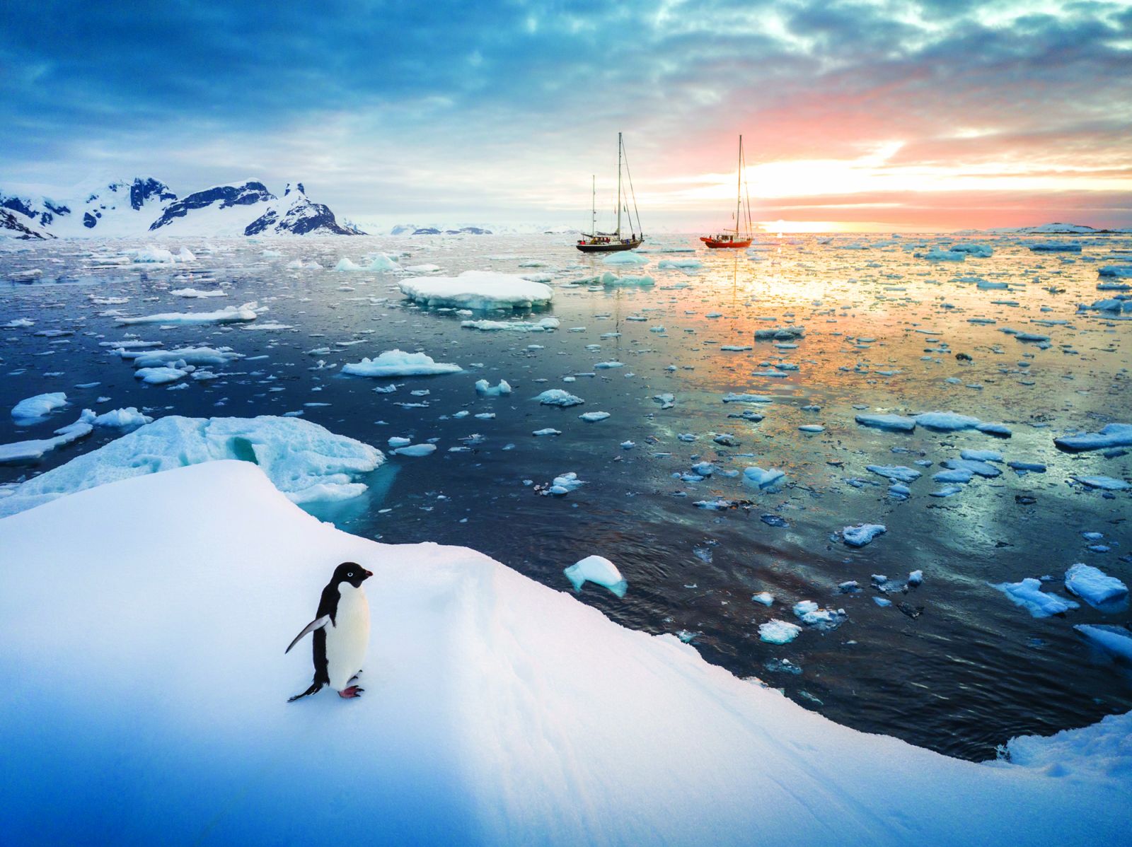 An Adélie penguin at dusk (Image: Getty/Posnov)