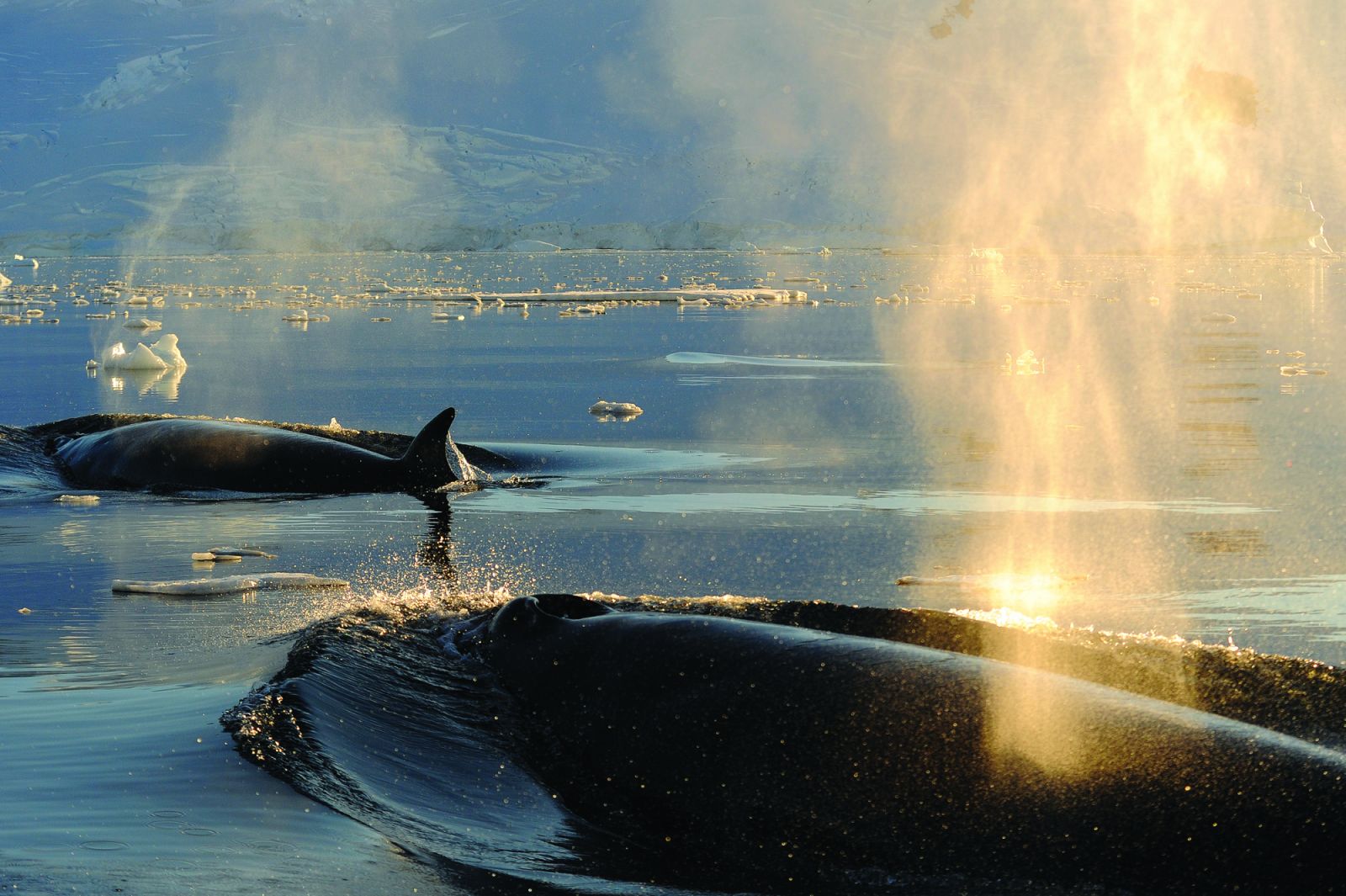 Minke whales exiting Neko Harbour (Image courtesy of Ponant Cruises)