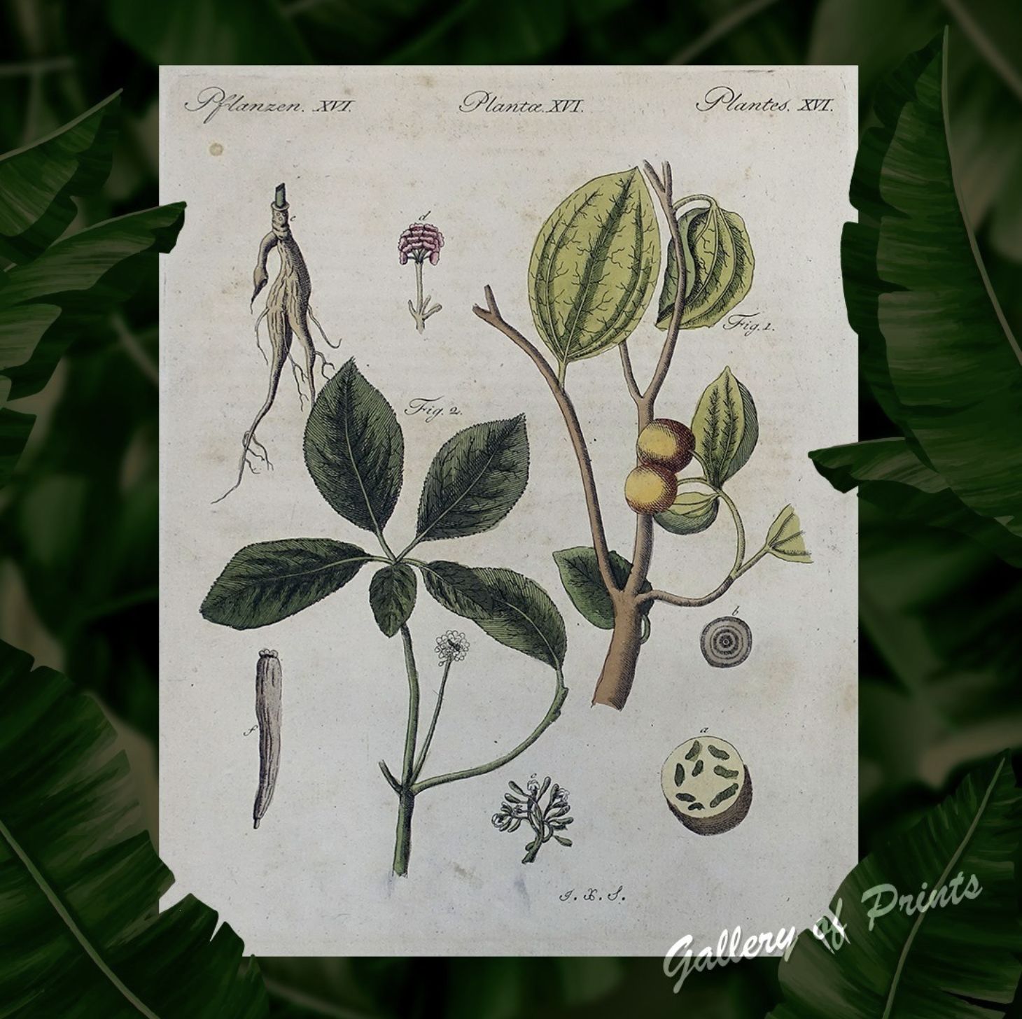 Historical botanical prints (Photo: Instagram / Gallery of Prints)