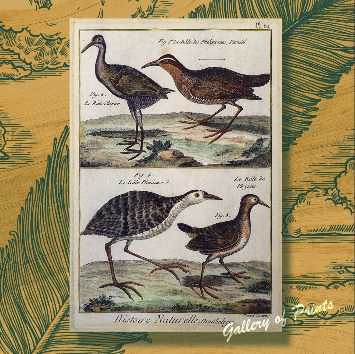 Historical ornithological prints (Photo: Instagram / Gallery of Prints)