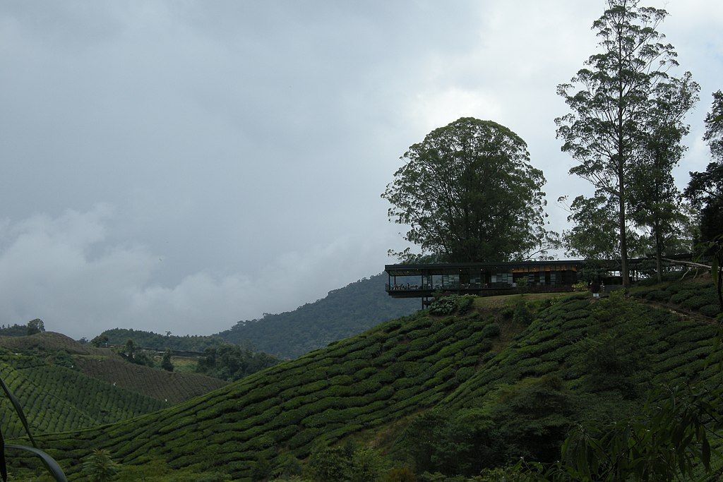 Boh Plantations Sdn Bhd, the largest black tea manufacturer in Malaysia (Photo: Wiki Commons)