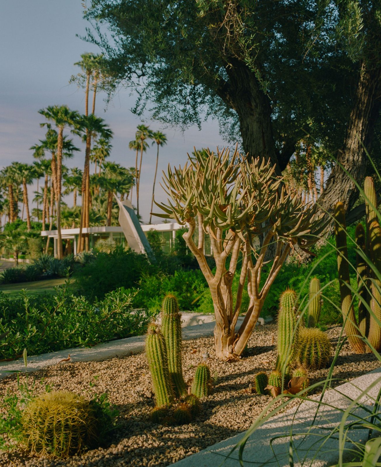 The curated specimens bring greater definition and identity to the landscape