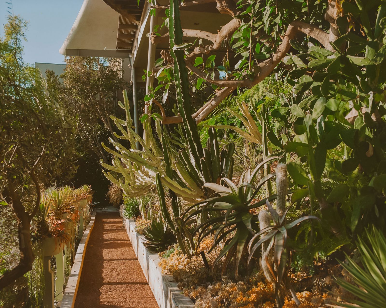 A gorgeous variety of drought tolerant Jurassic, low water specimens