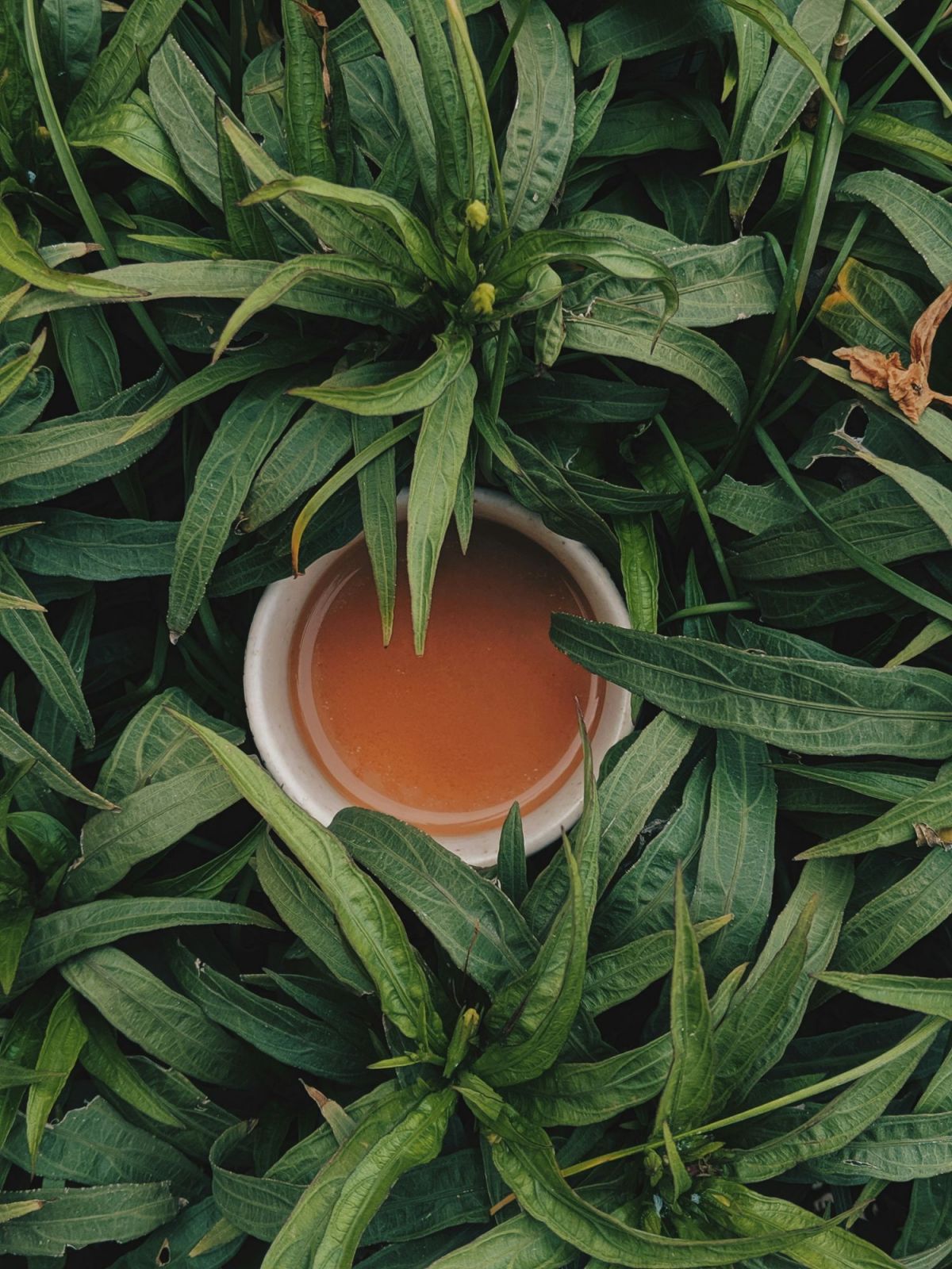 tea-culture-from-east-to-west-1
