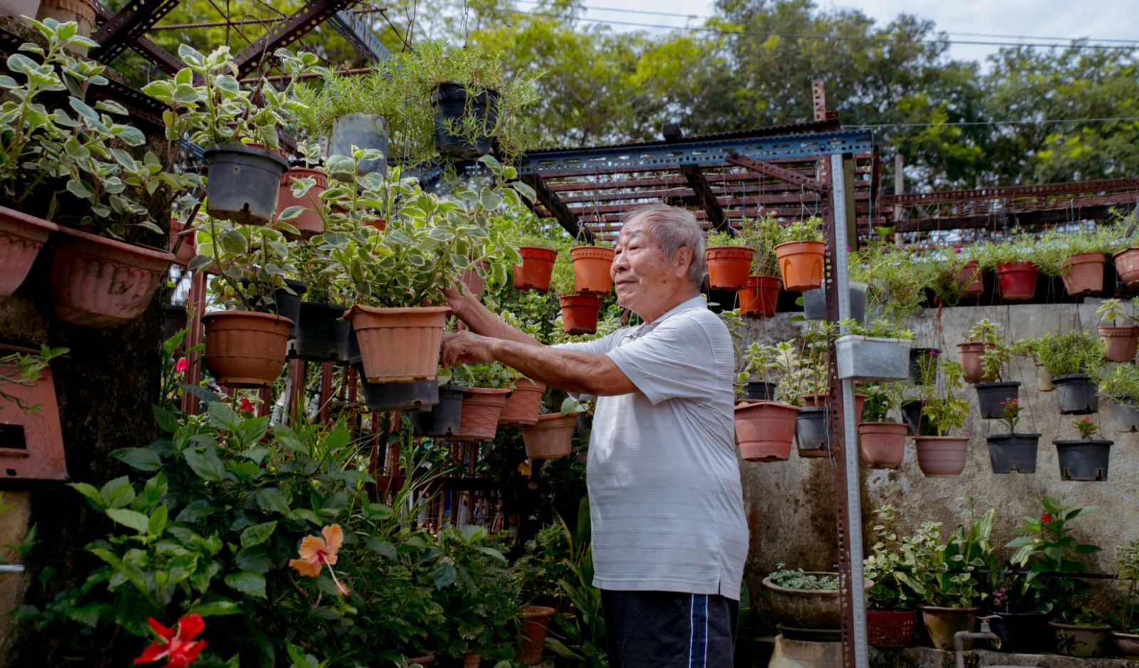 Andrew Chin Sidewalk Gardener