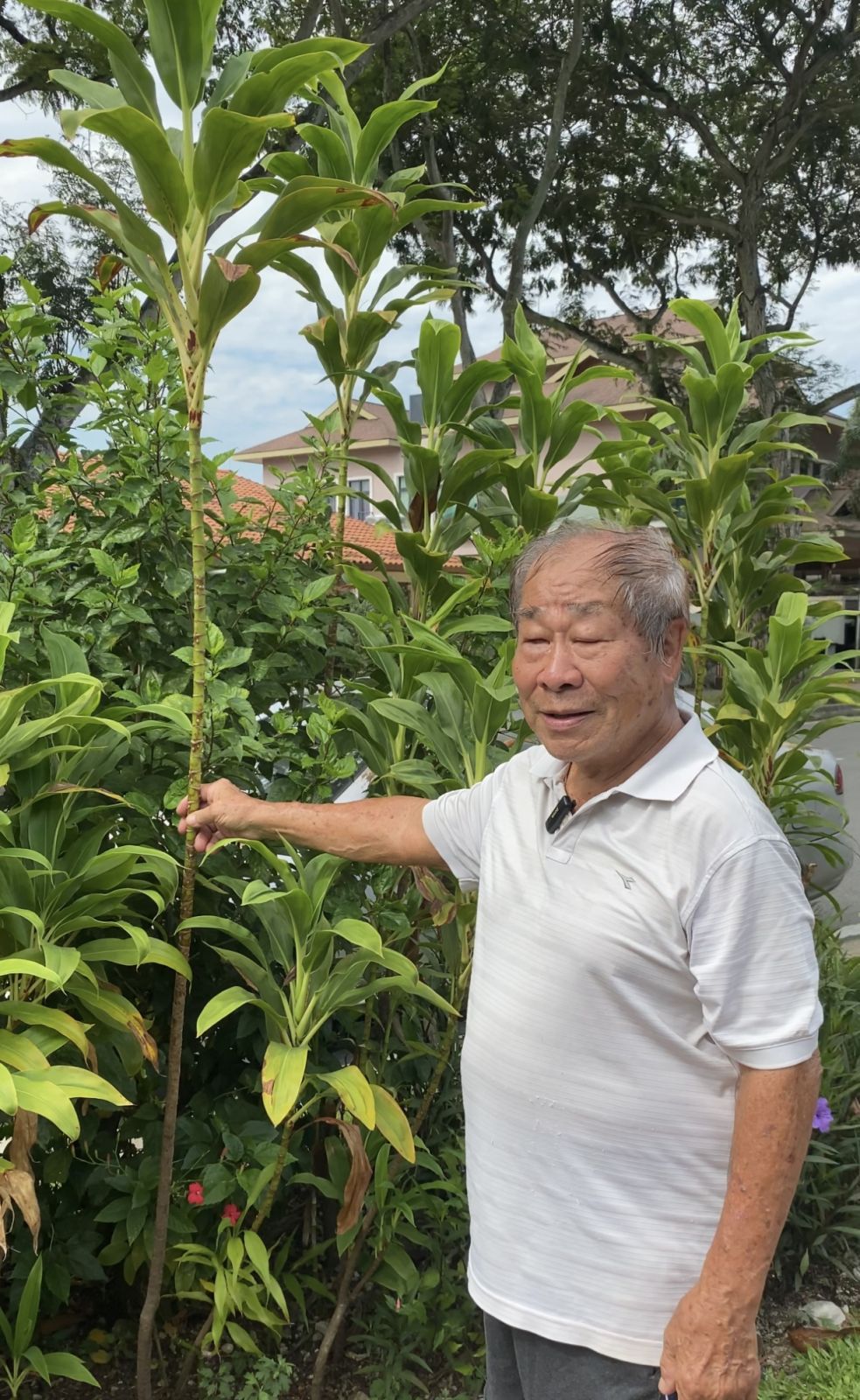 Andrew Chin Sidewalk Gardener