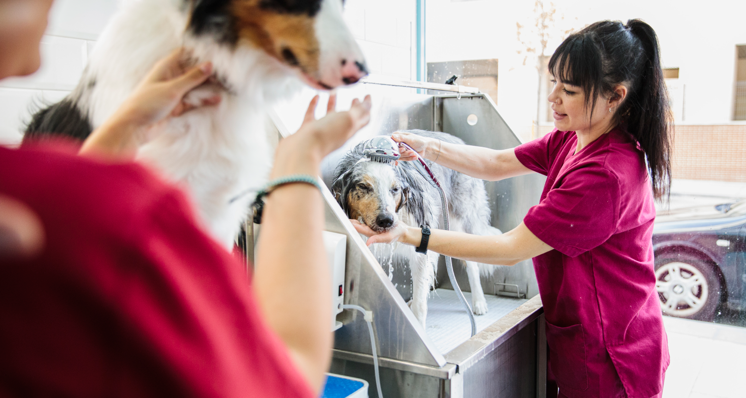 The future of petcare | Tatler Asia
