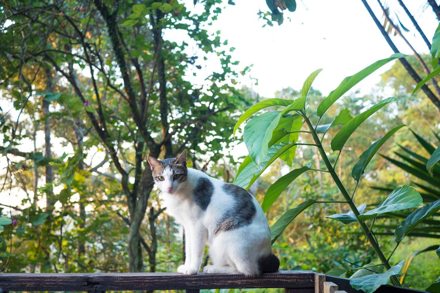 Photo: The Dusun