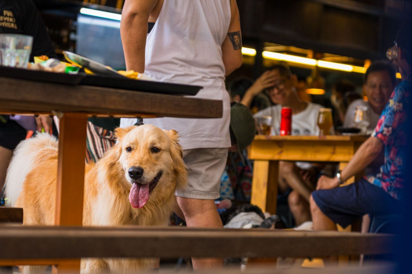Dog friendly cafes SG