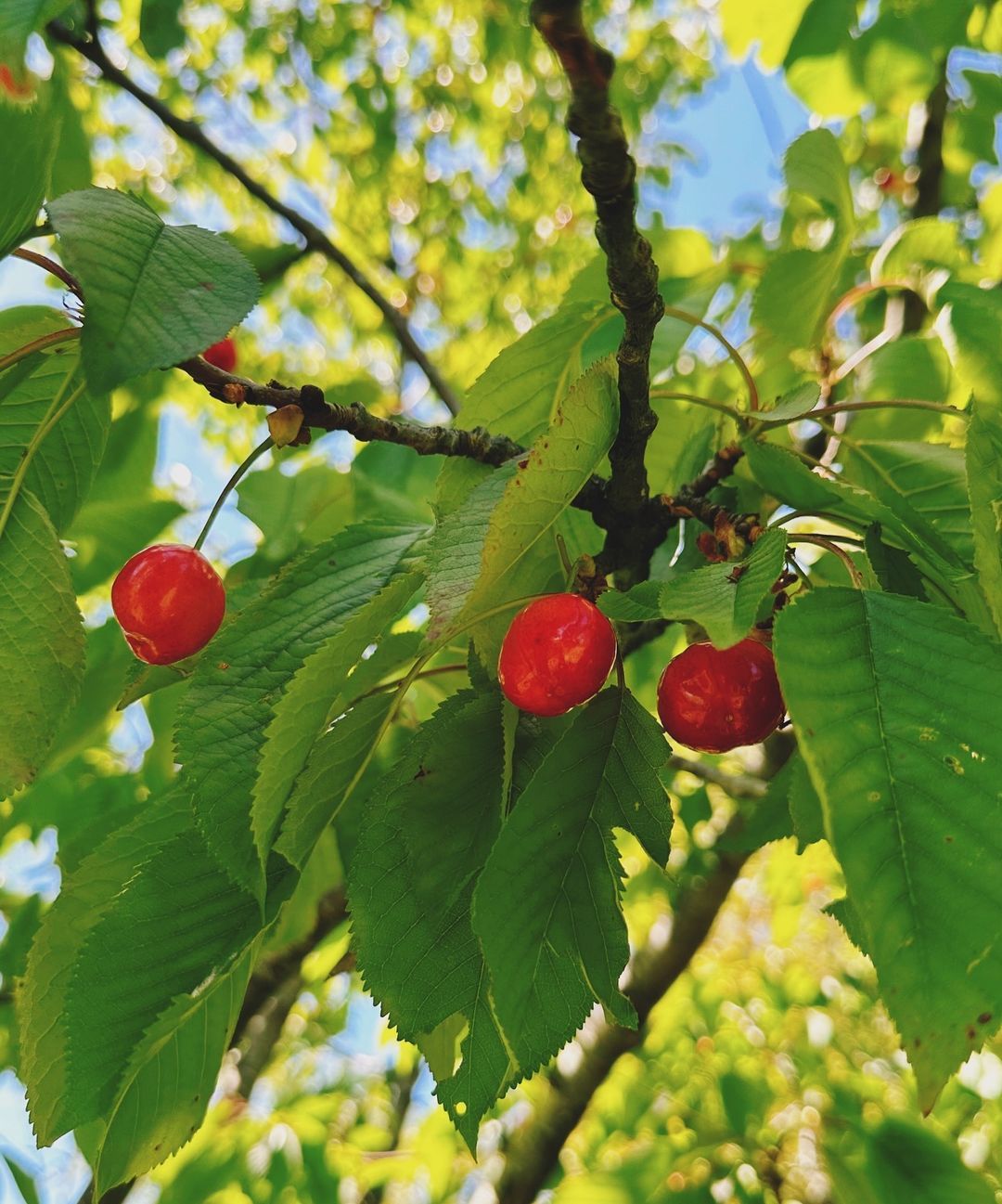 A cherry tree at the vineyard (Photo: Instagram / @shuette_wine)
