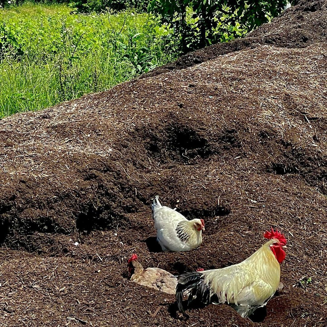 Chickens on the property (Photo: Instagram / @shuette_wine)