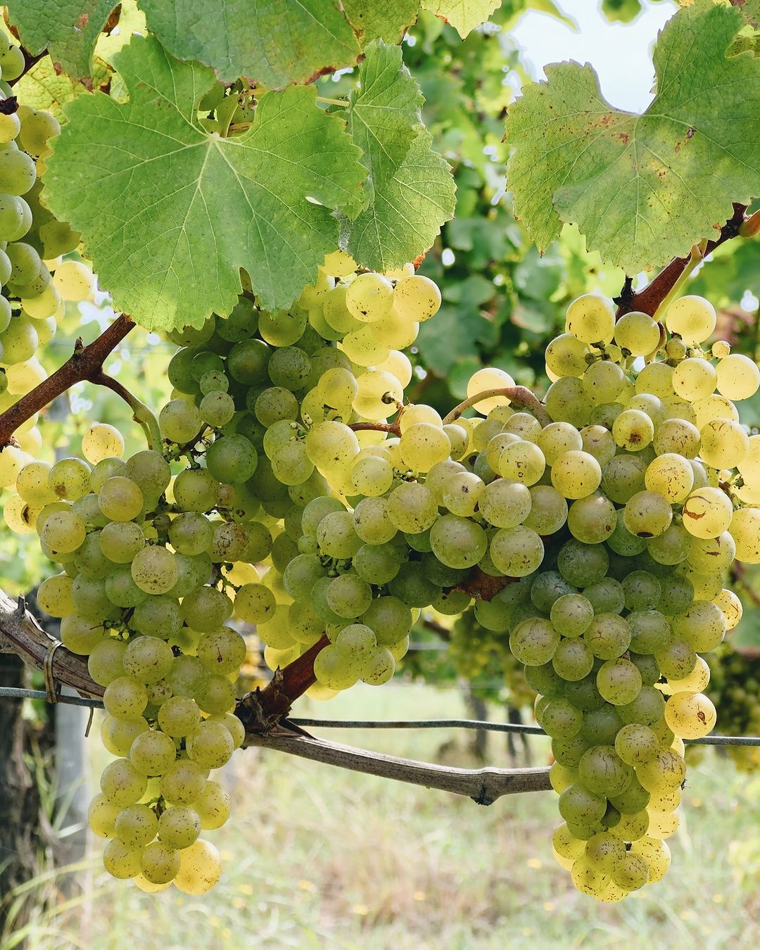 Sauvignon blanc and sémillon grapes (Photo: Instagram / @shuette_wine)
