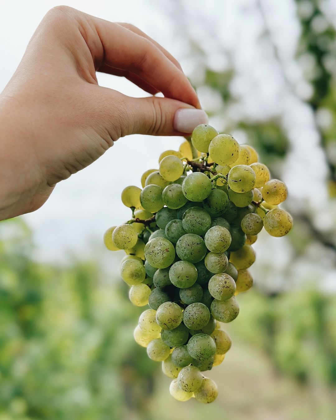 Grapes grown on the property (Photo: Instagram / @shuette_wine)