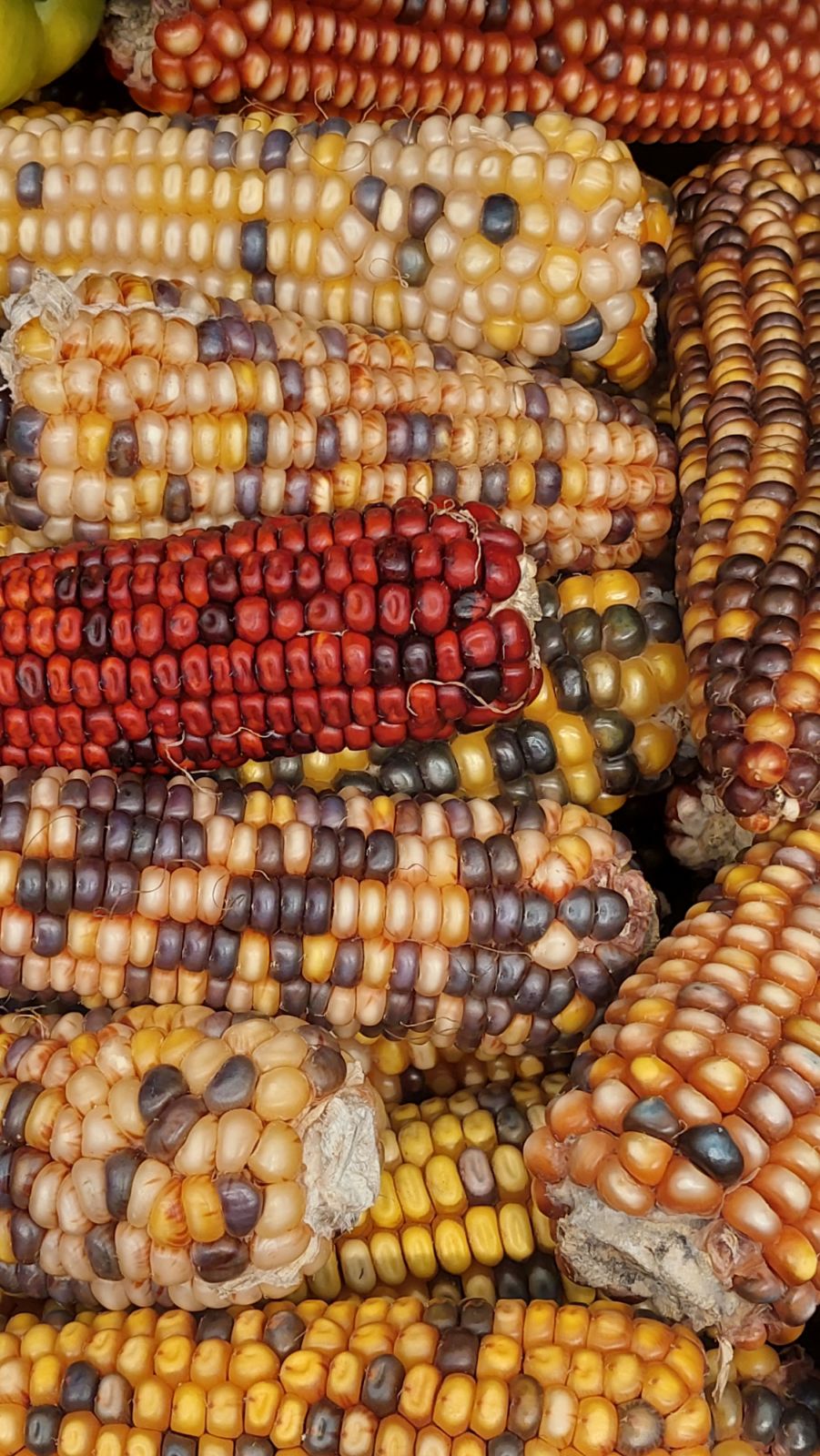 Ears of corn (Photo: Dupe Photos)