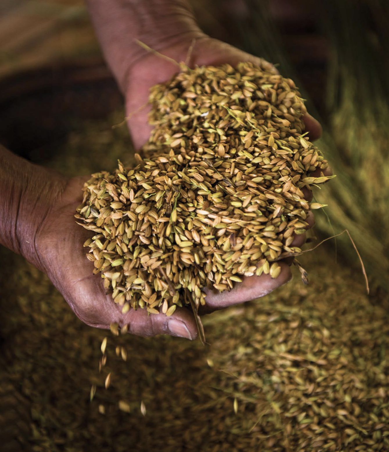 Based on the Department of Agriculture 2023 Annual Report, 28.7 per cent of the agricultural damage and losses for the year were on rice