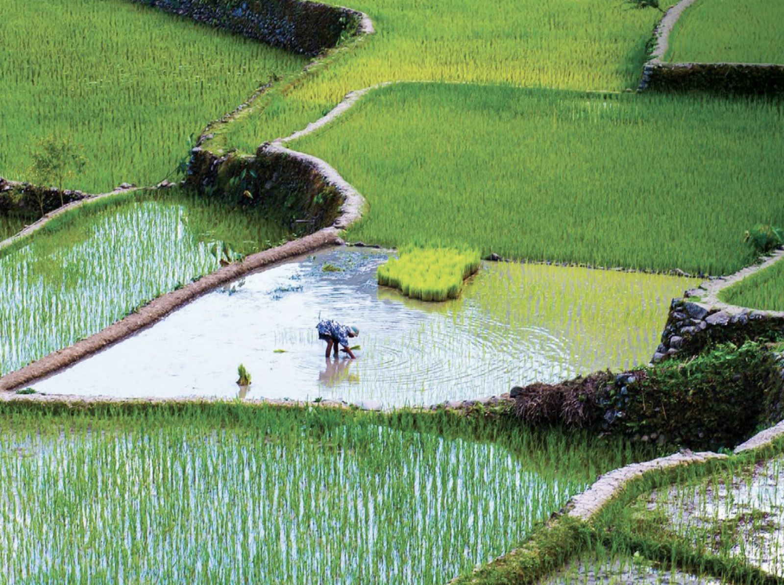 The Department of Agriculture is working double time to increase agricultural production across all commodities, especially rice, and combat illegal trade and price manipulation in the sector