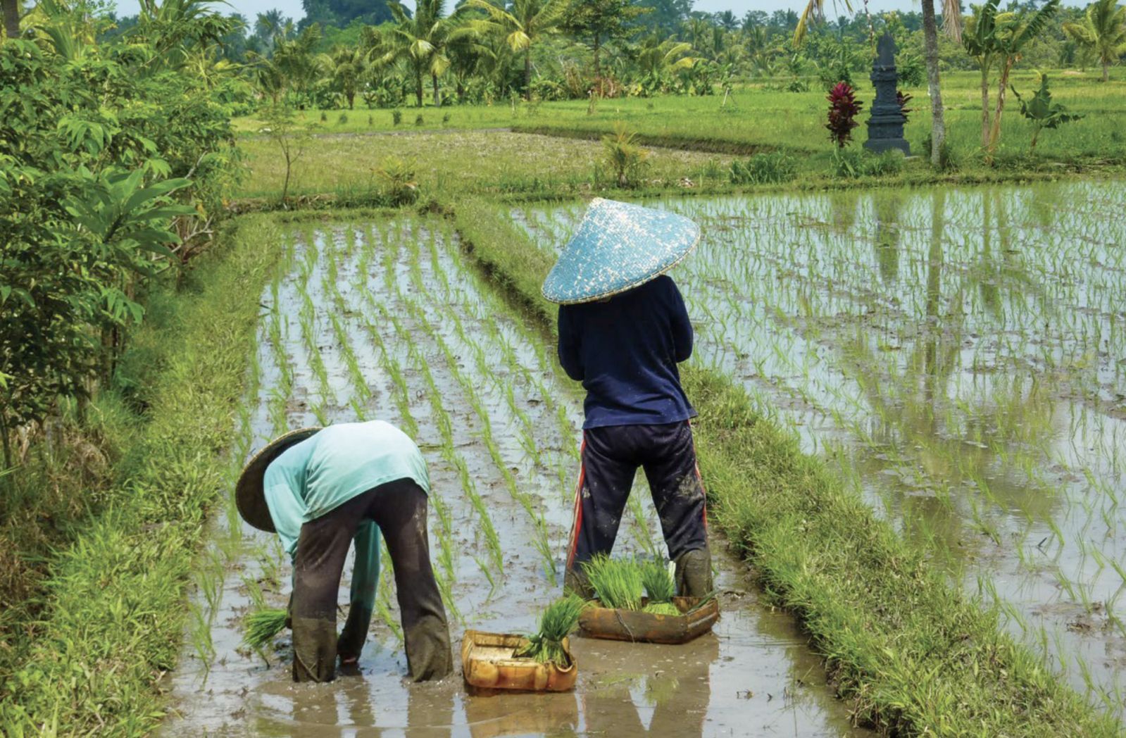 The Philippine Rice Research Institute (PhilRice) has implemented a total of 87 rice R4D projects in 2023 that aim to develop yield-enhancing and costreducing technologies