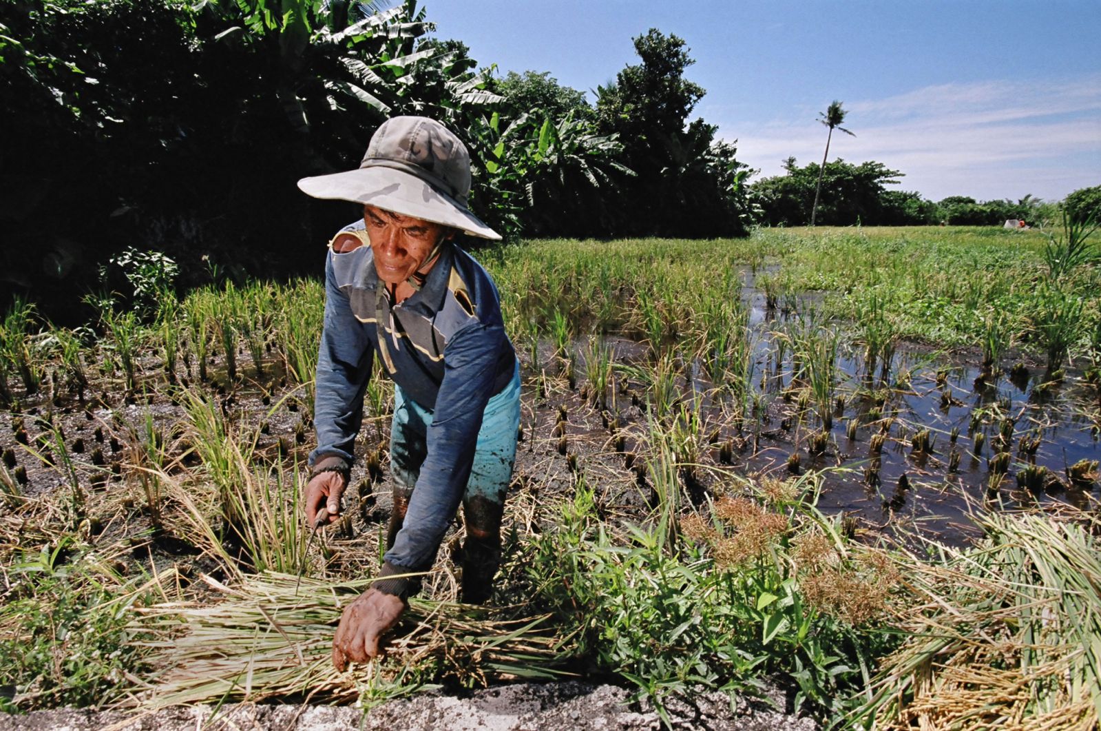 A man harvesting and separating rice, June 1, 2004 in Babuyan Claro Island, Philippines. A large portion of the Islanders time is spent on growing rice which is the main source of food on the Island. The people on the island are self sufficient, they do not have funds or an economy so they rely on growing their own crops. People will also trade rice, fish and vegetable between them