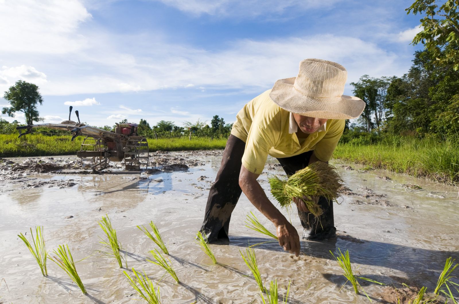 “Relying on rice imports makes the country vulnerable to global market fluctuations and poses significant risks to food security,” warns Dr Ernesto O Brown.