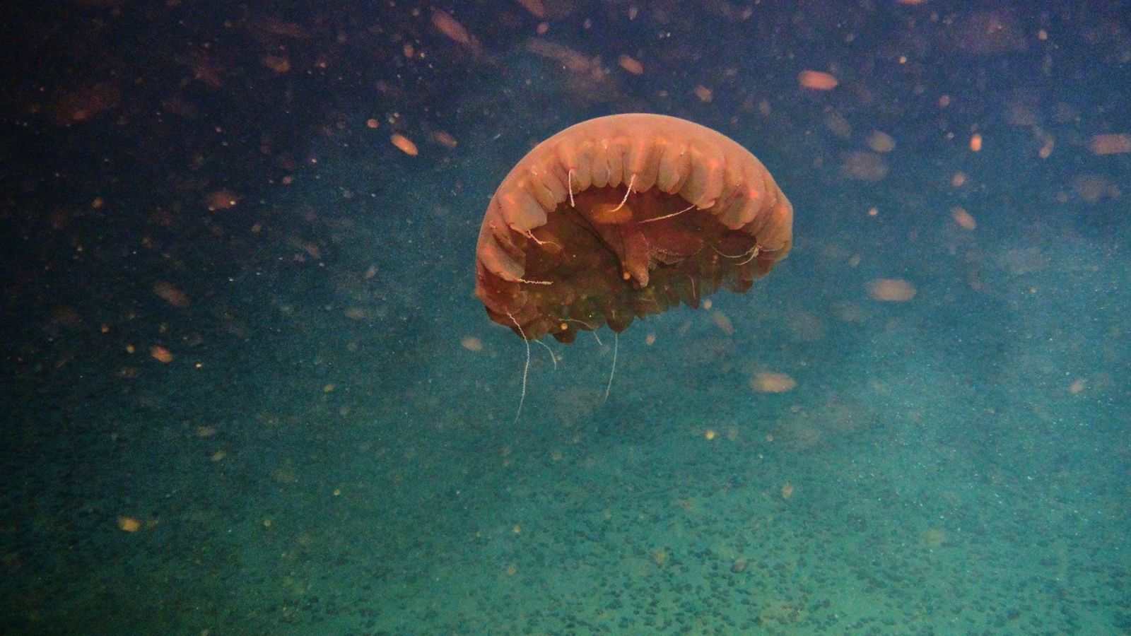 A movie still of a deep-sea jellyfish