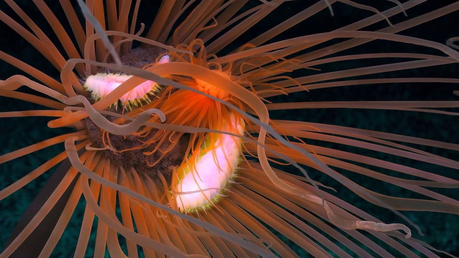 A movie still of the diverse ecosystem in the deep ocean