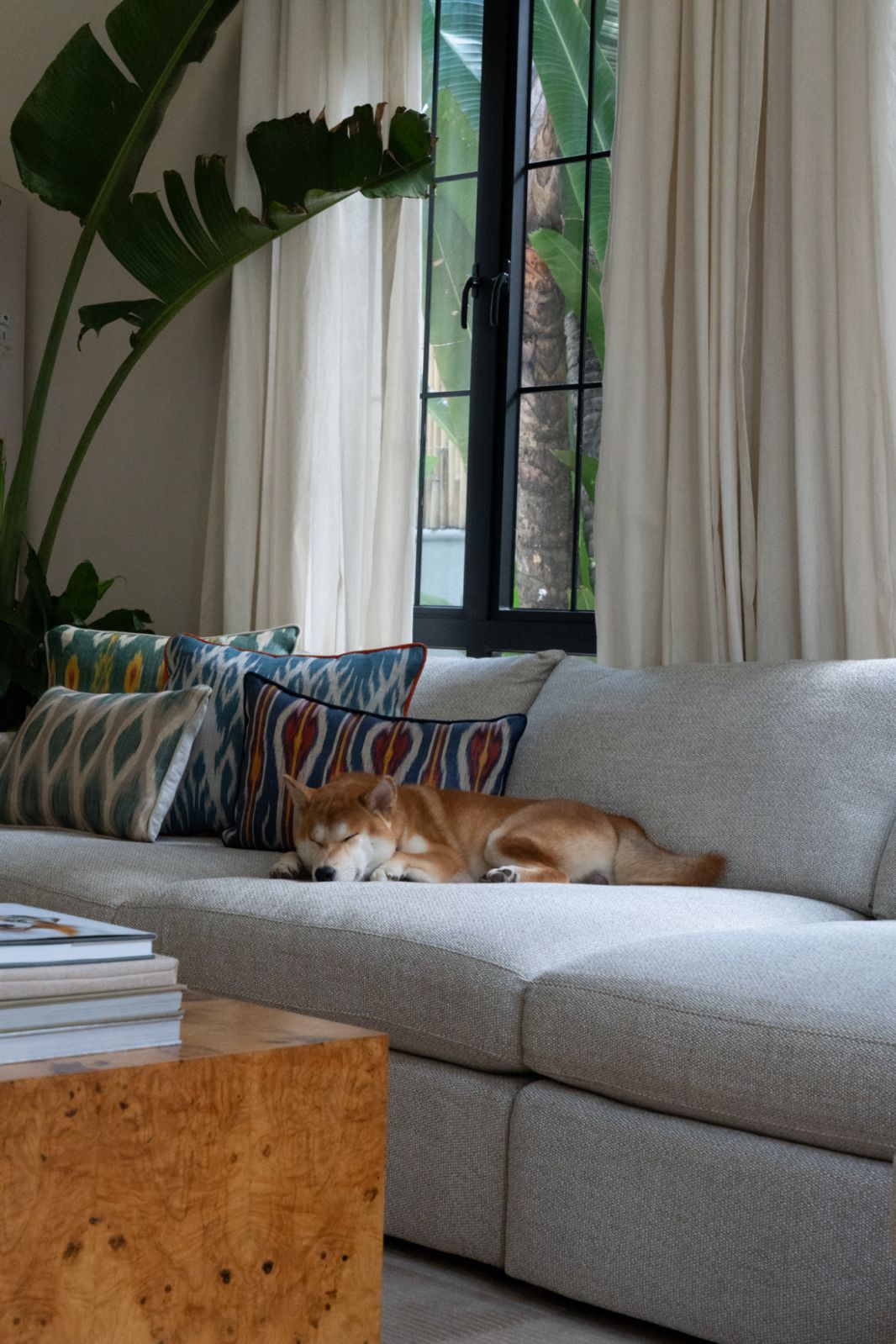 The Sorra's pet dog, Teddy, lounging on the couch