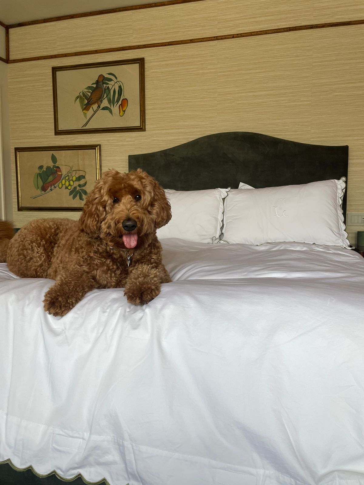 Personalised pillowcases and bedding from The Olive Tree, featuring an owner's pet