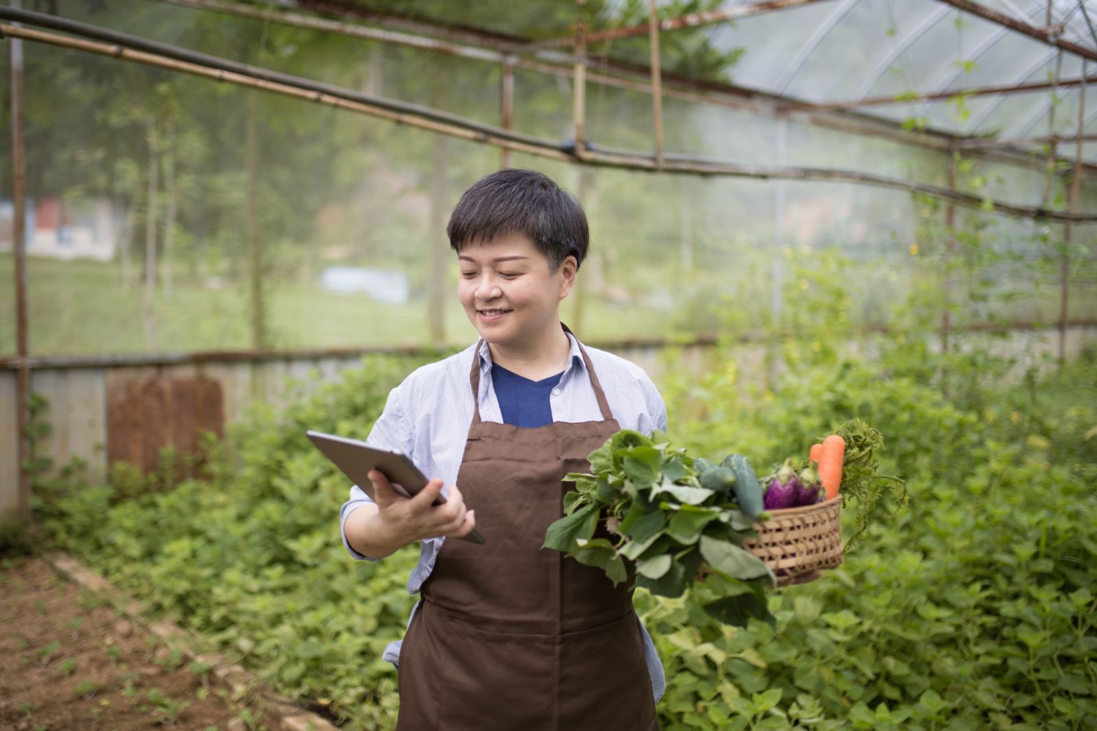 Chinese woman using digital tablet examining her growth farm.