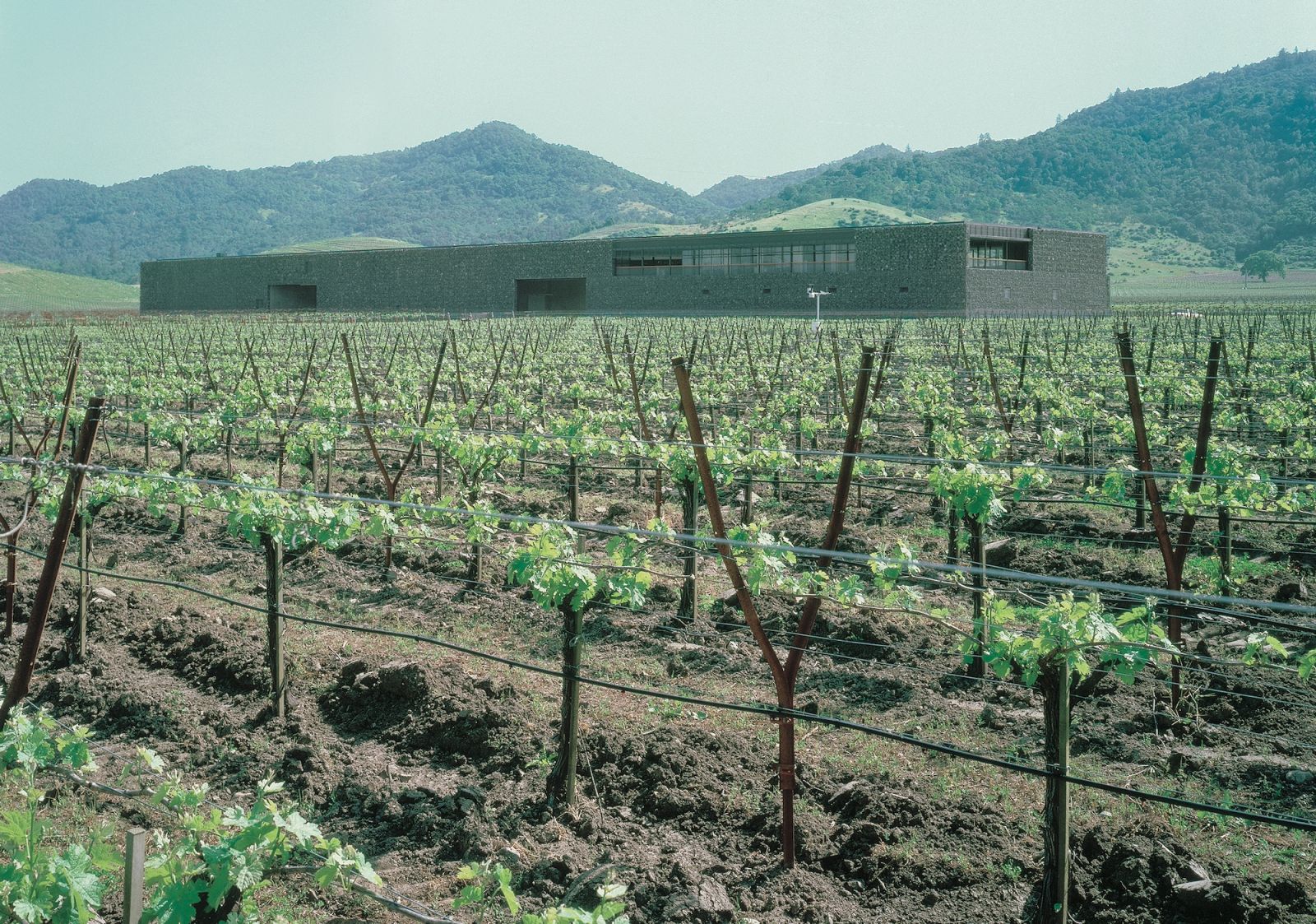 Dominus Winery, Napa Valley, USA by Herzog & de Meuron (Photo: Herzog & de Meuron)