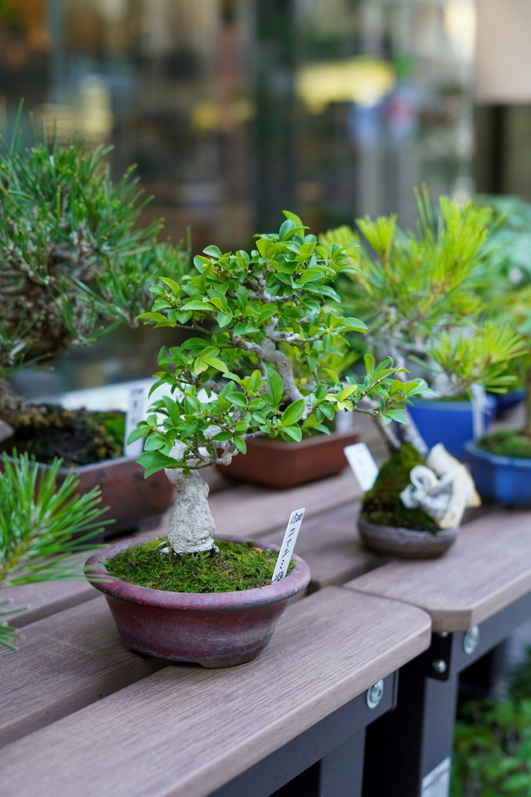 Bonsai trees in Tokyo, Japan (Photo: Katy/Unsplash)