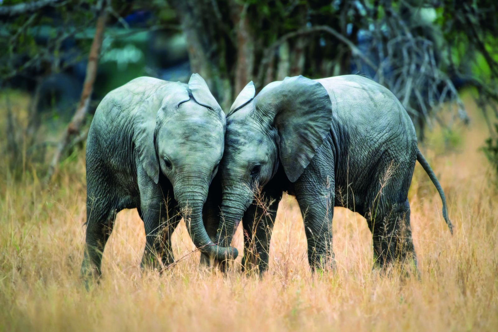 ลูกช้าง ใน Sabi Sand จากที่ Singita