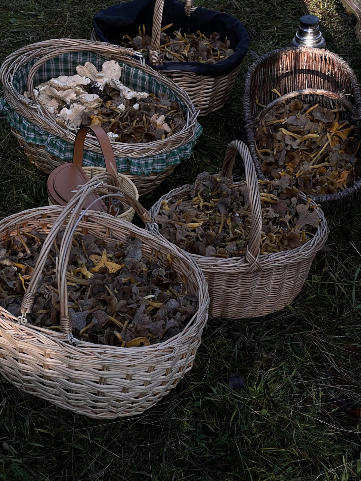 The mushrooms foraged by Tan