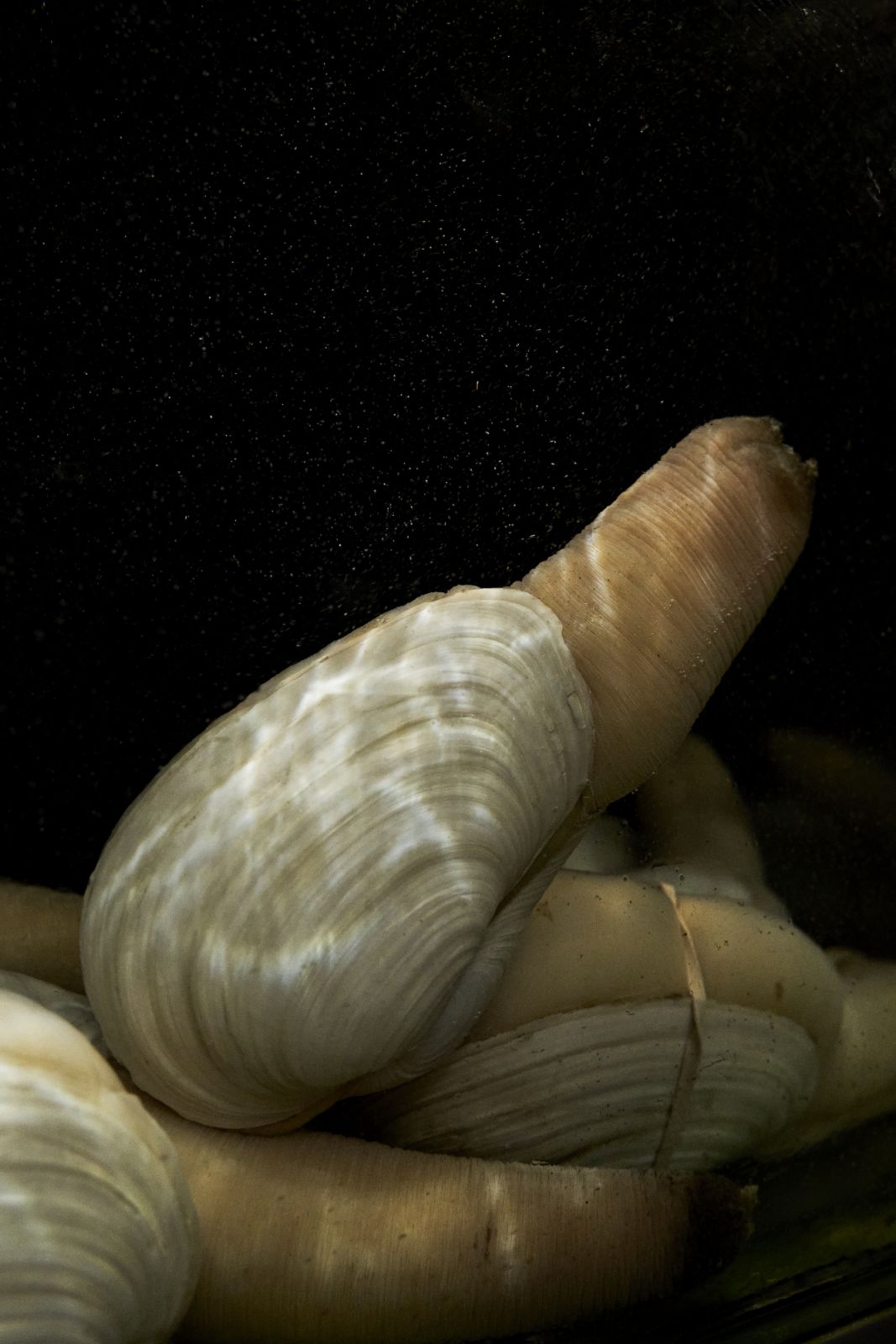 Geoduck from South Sea Seafood