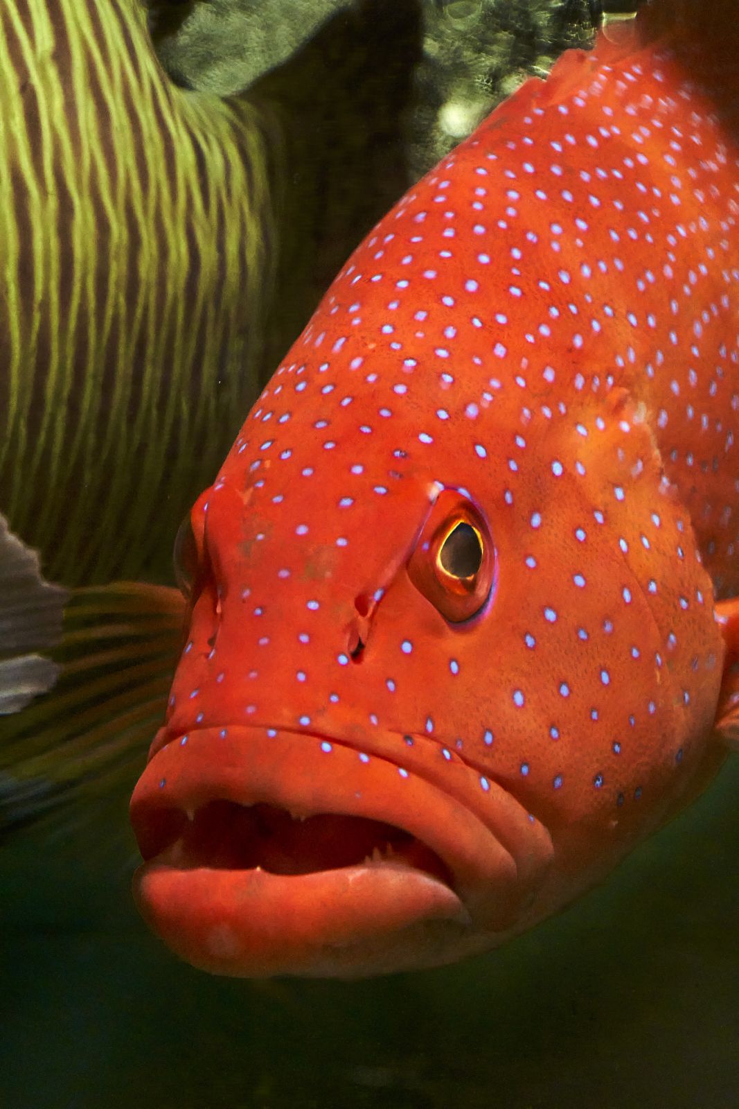 Live coral grouper