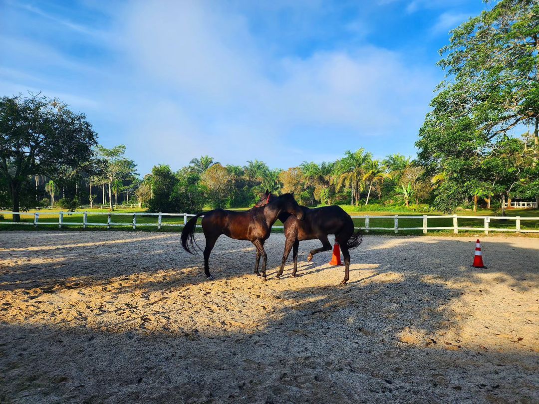 Horses frolicking at Riders Resort (Photo: Instagram / @ridersresortmy)