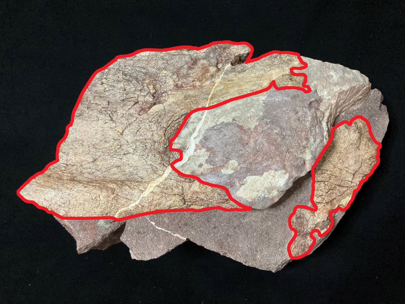 first dinosaur fossils in Hong Kong