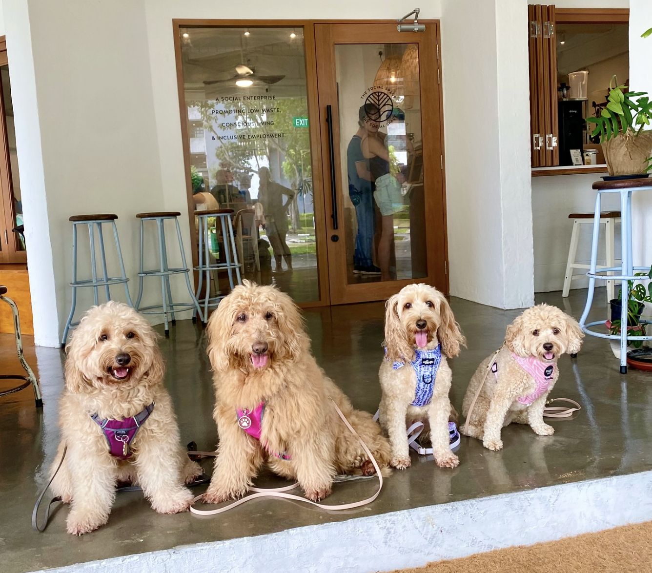 Dog friendly restaurants SG