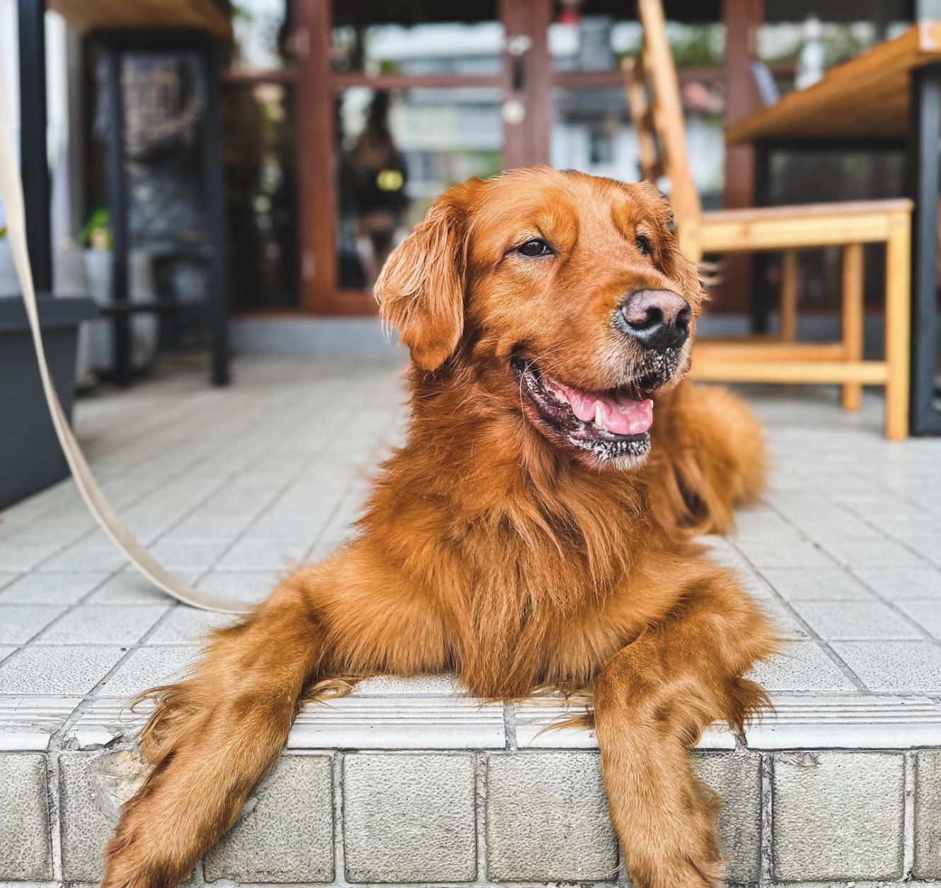 Dog friendly restaurants SG