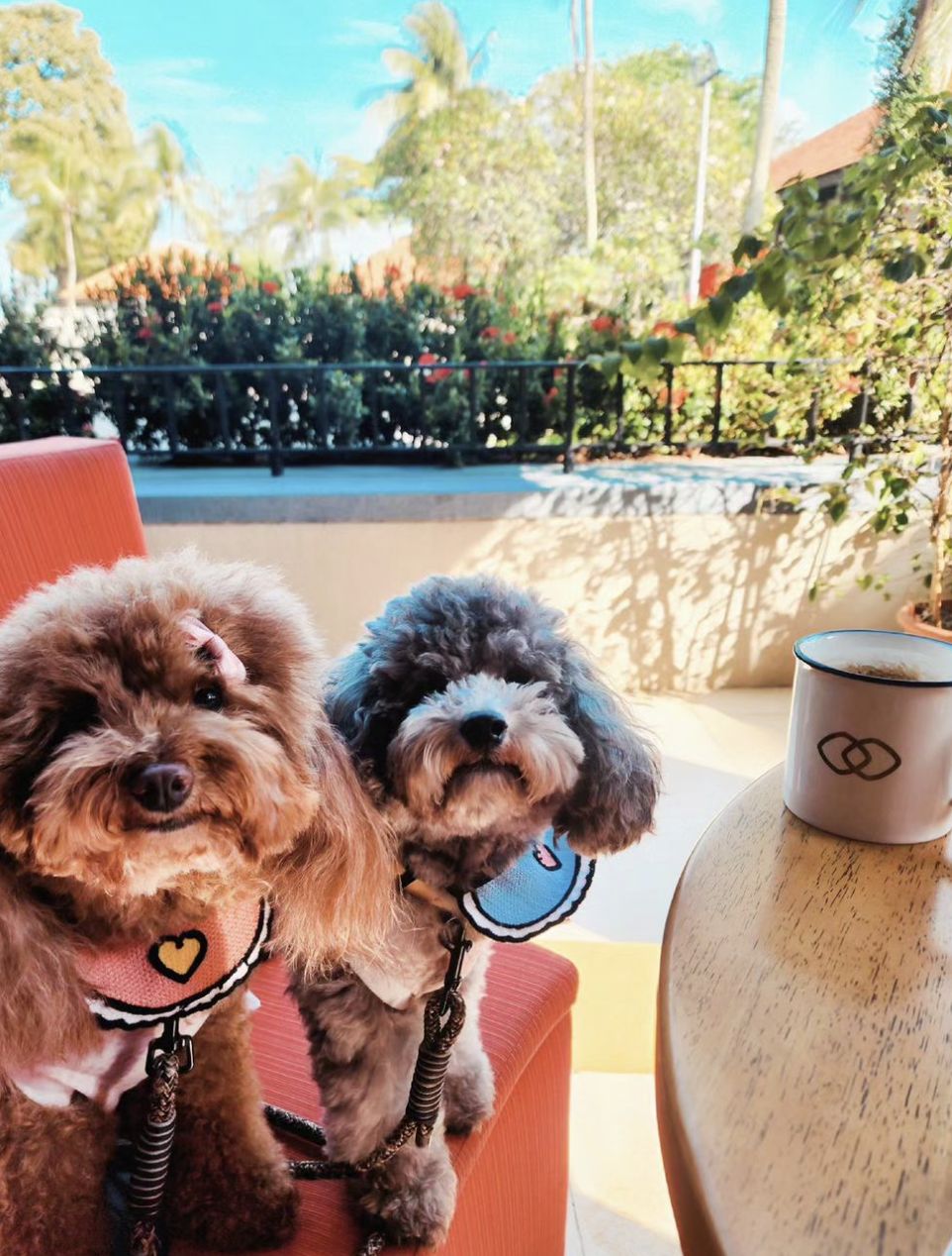 Dog friendly restaurants SG