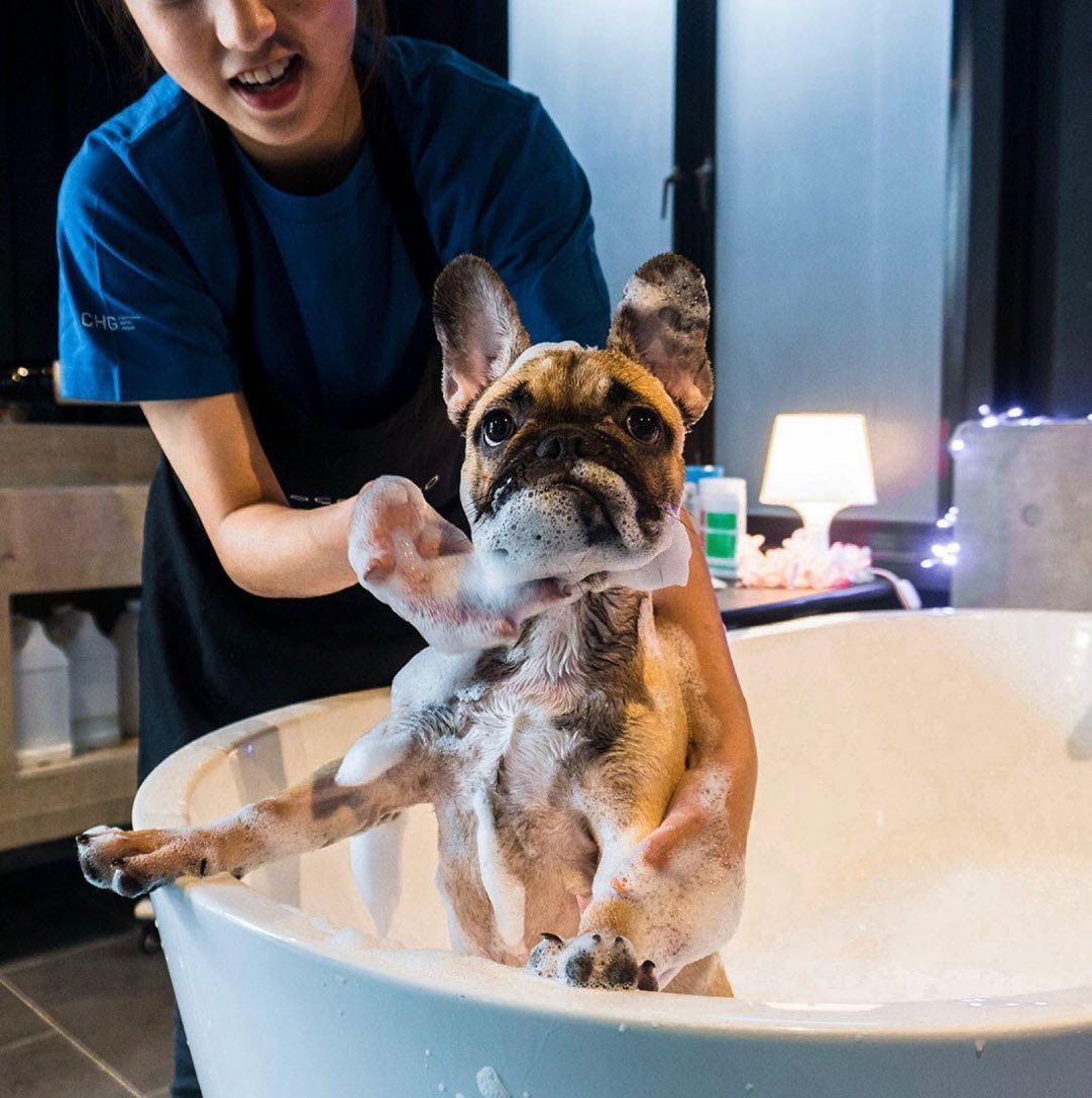 Cocomomo: pet care from head to tail