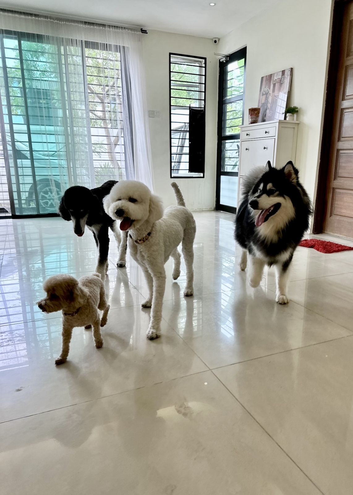 L Residence Pet Hotel is run by a husband and wife duo with extensive experience