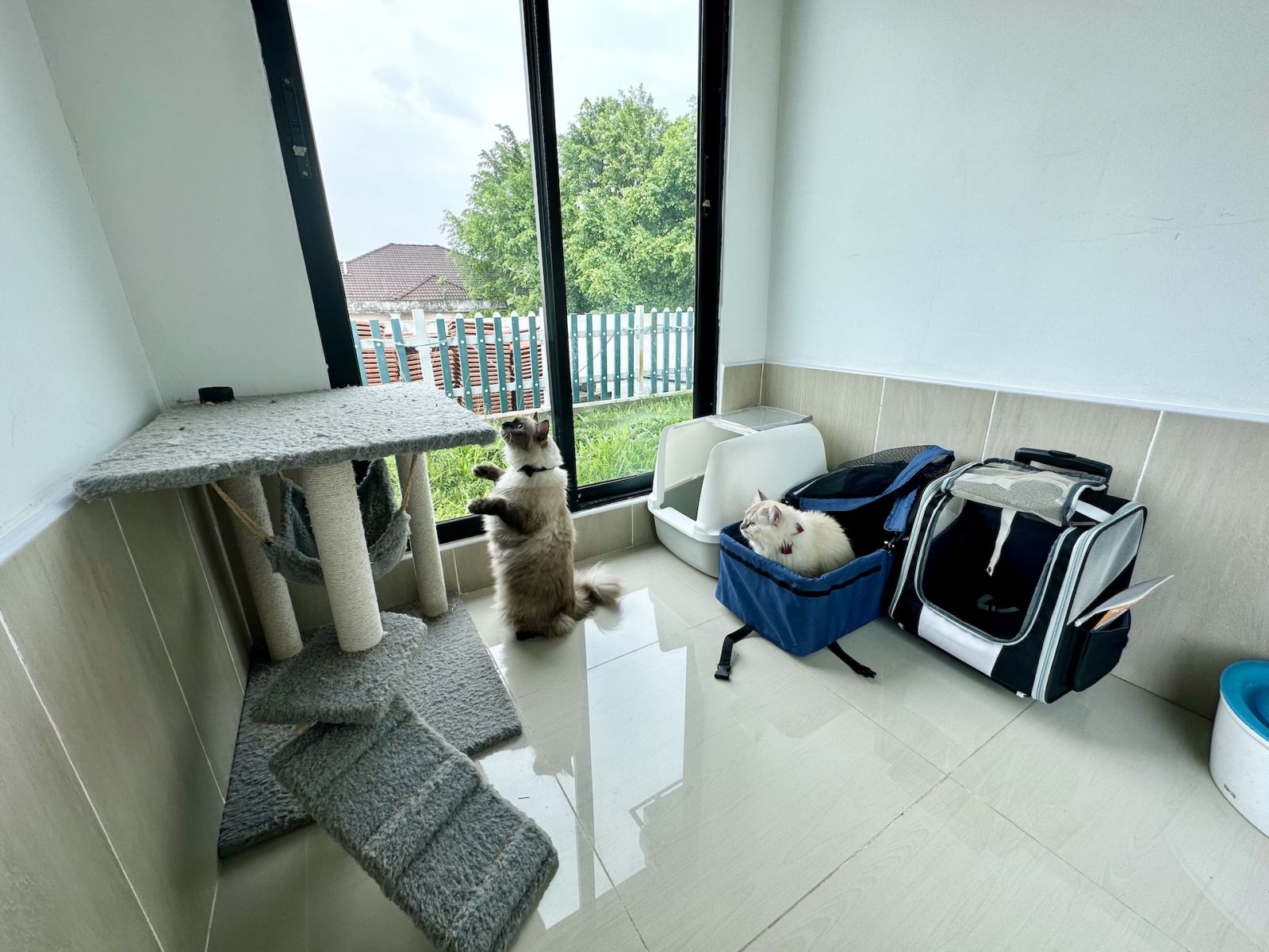 L Residence Pet Hotel delivers a family home environment to ease pets