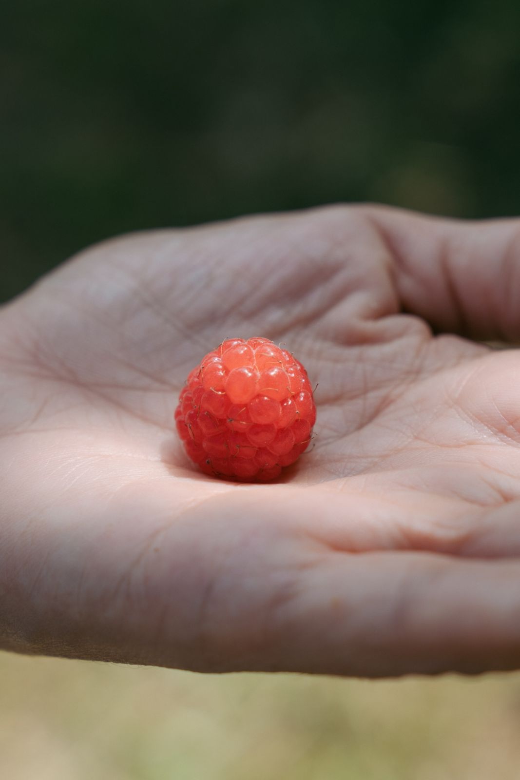 On a Dom Pérignon trip to Bali with Tatler Dining, we visited Bali Raspberry farm