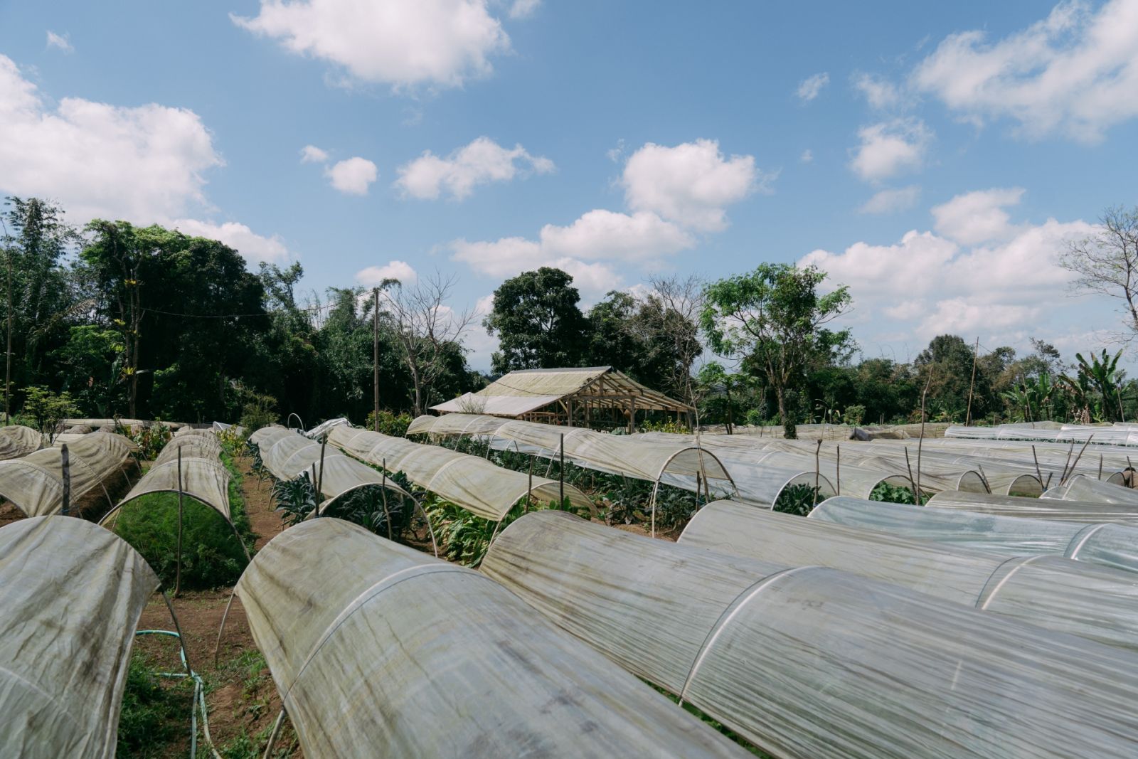On a Dom Pérignon trip to Bali with Tatler Dining, we visited Island Organics farm