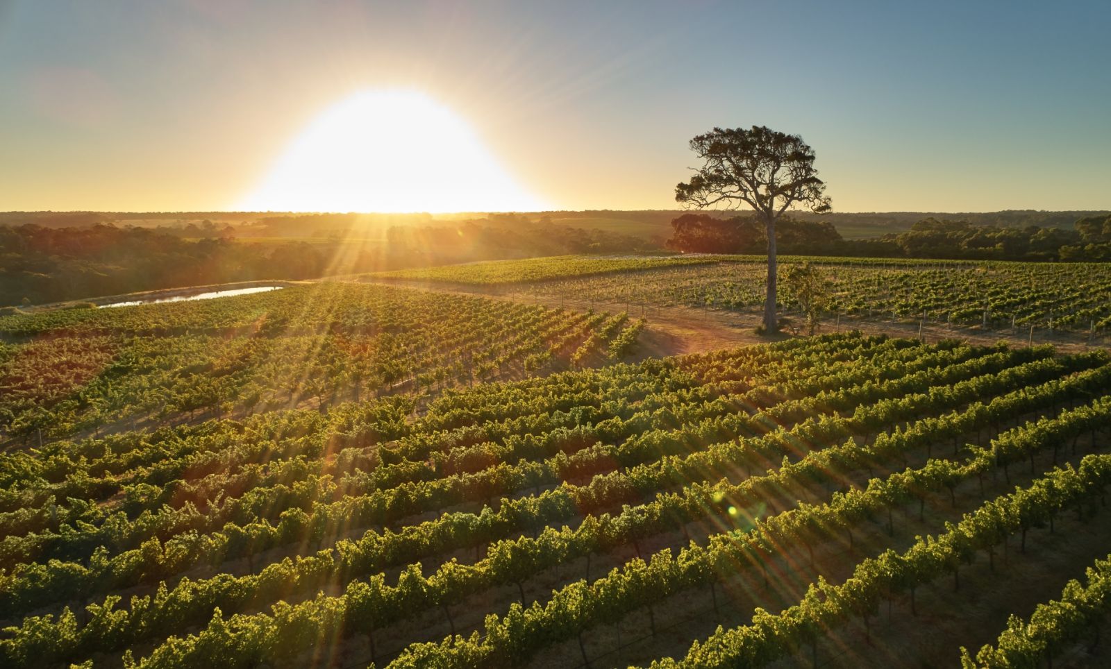 Amelia Park - Sunrise