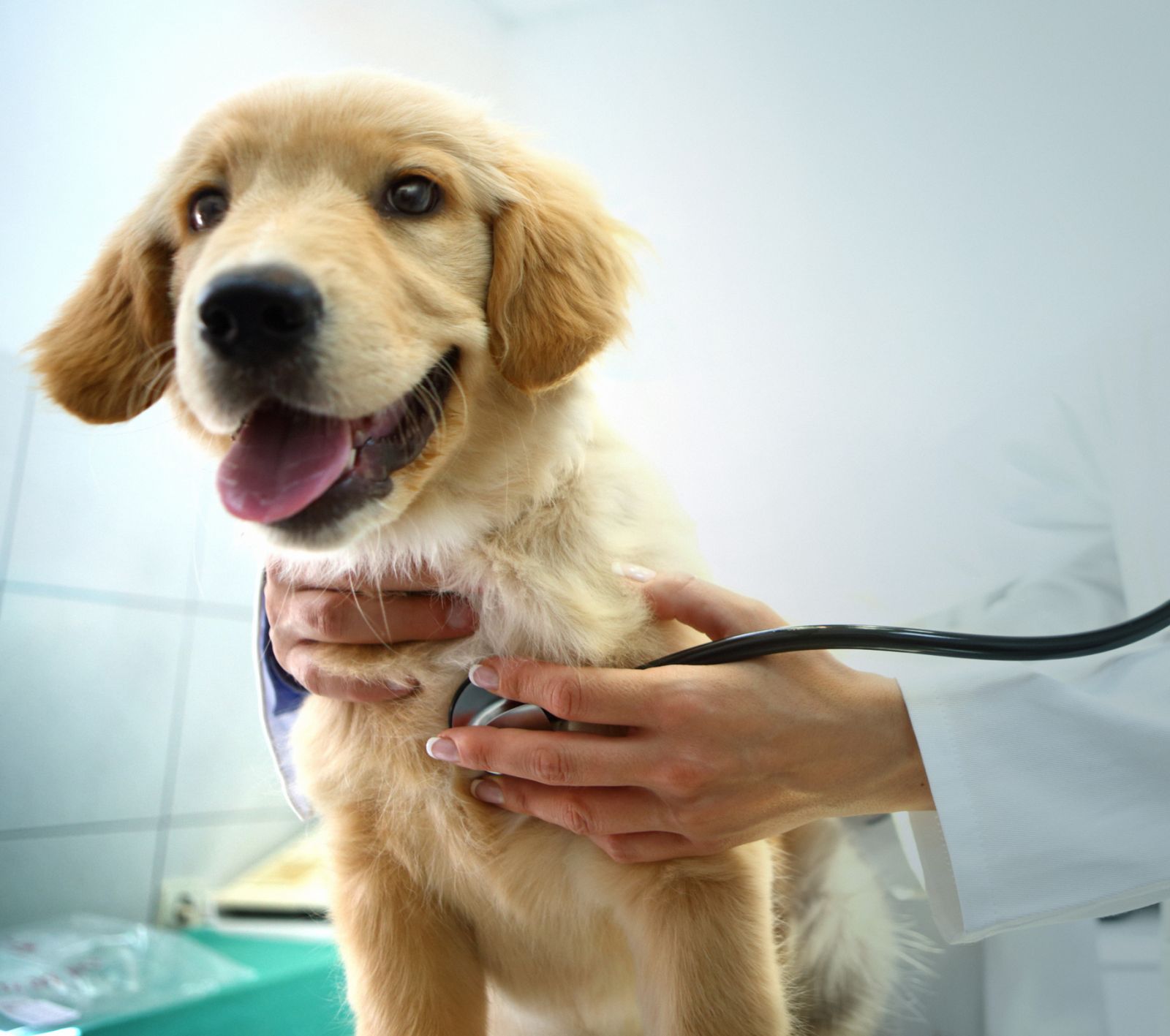 How to pamper your pets 101: Get them a life insurance (Photo: gilaxia/Getty Images)