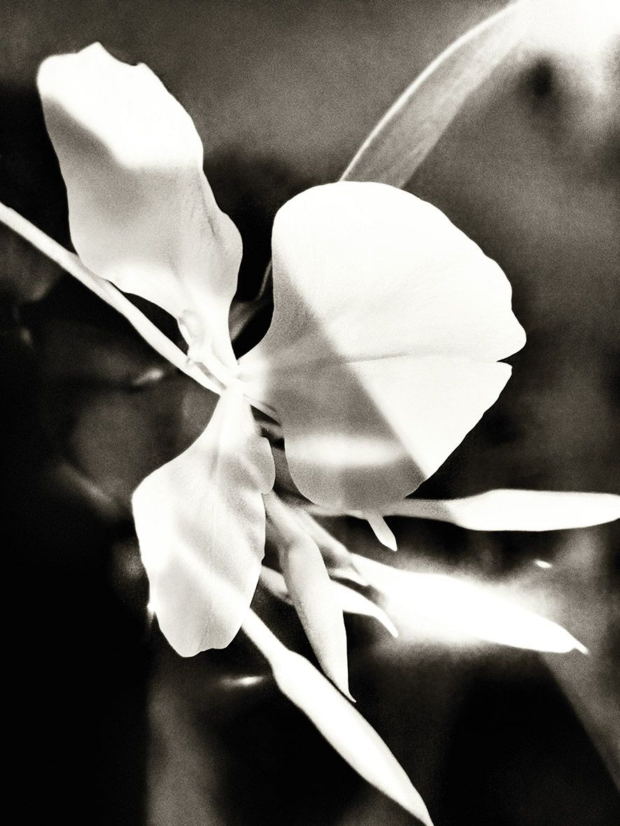 The butterfly lily, a key ingredient in Barénia, Hermès’s first chypre perfume